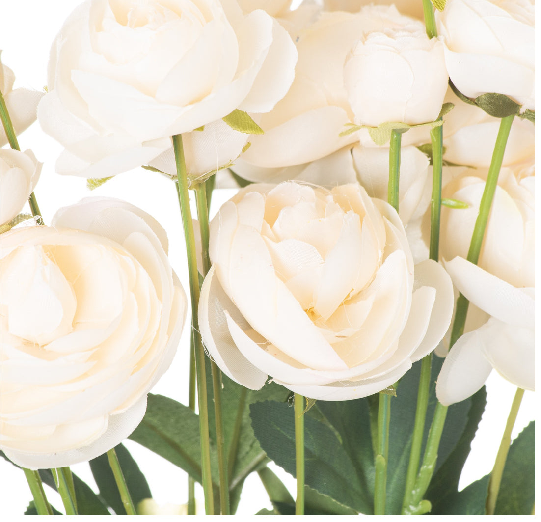 Cream Ranunculus