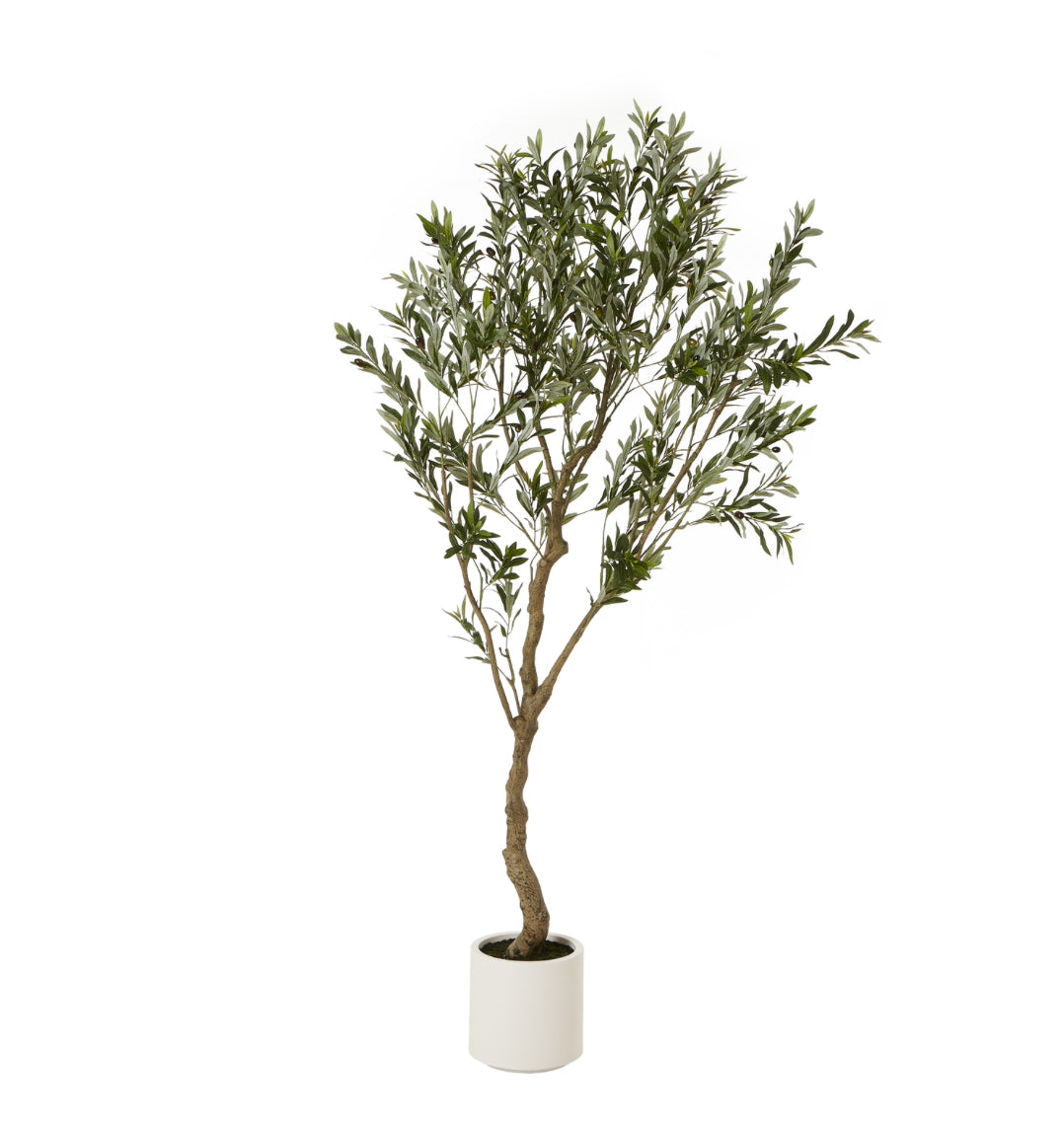 Apulia Olive Tree 2m