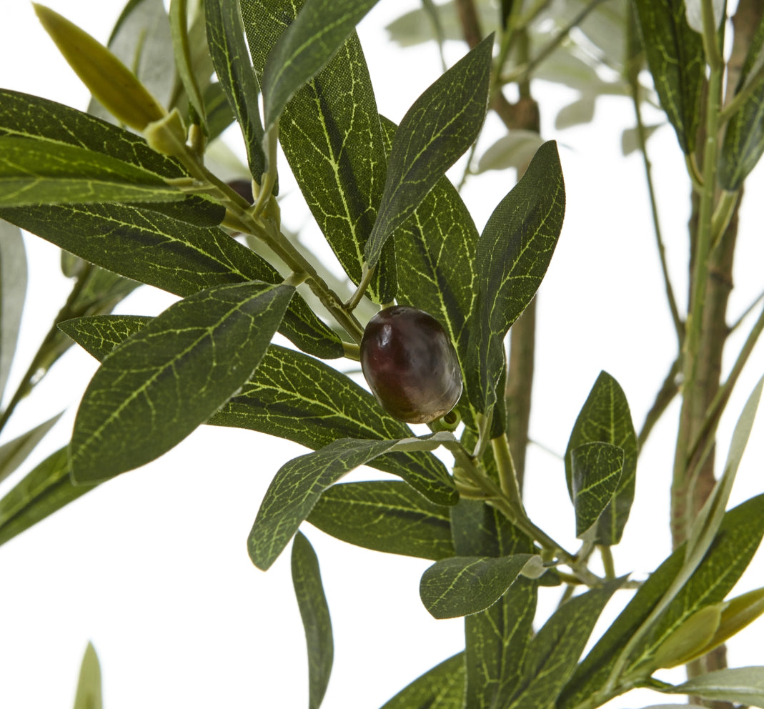 Apulia Olive Tree 2m