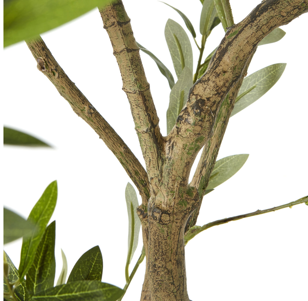 Apulia Olive Tree 2m