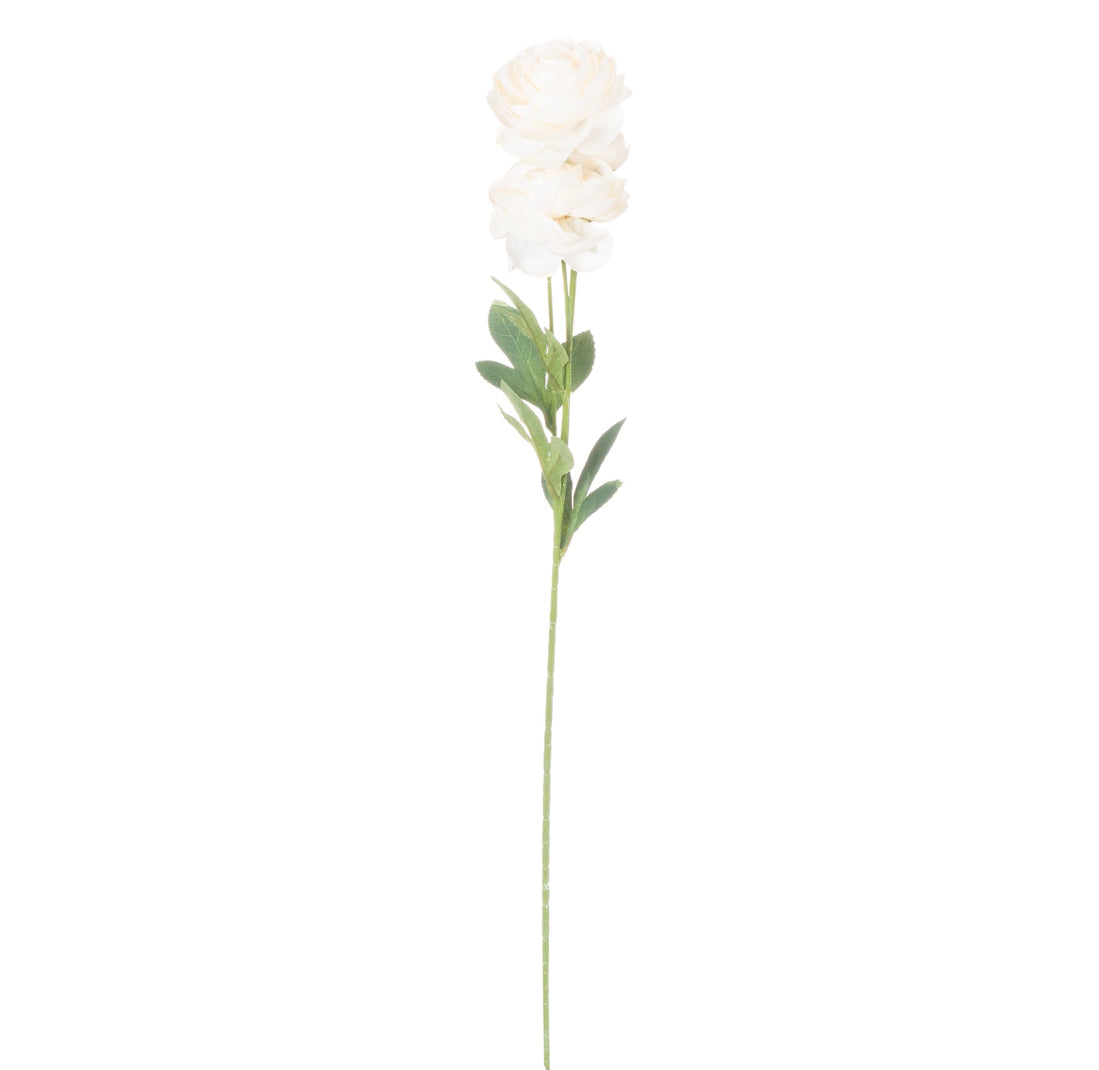 Cream Ranunculus
