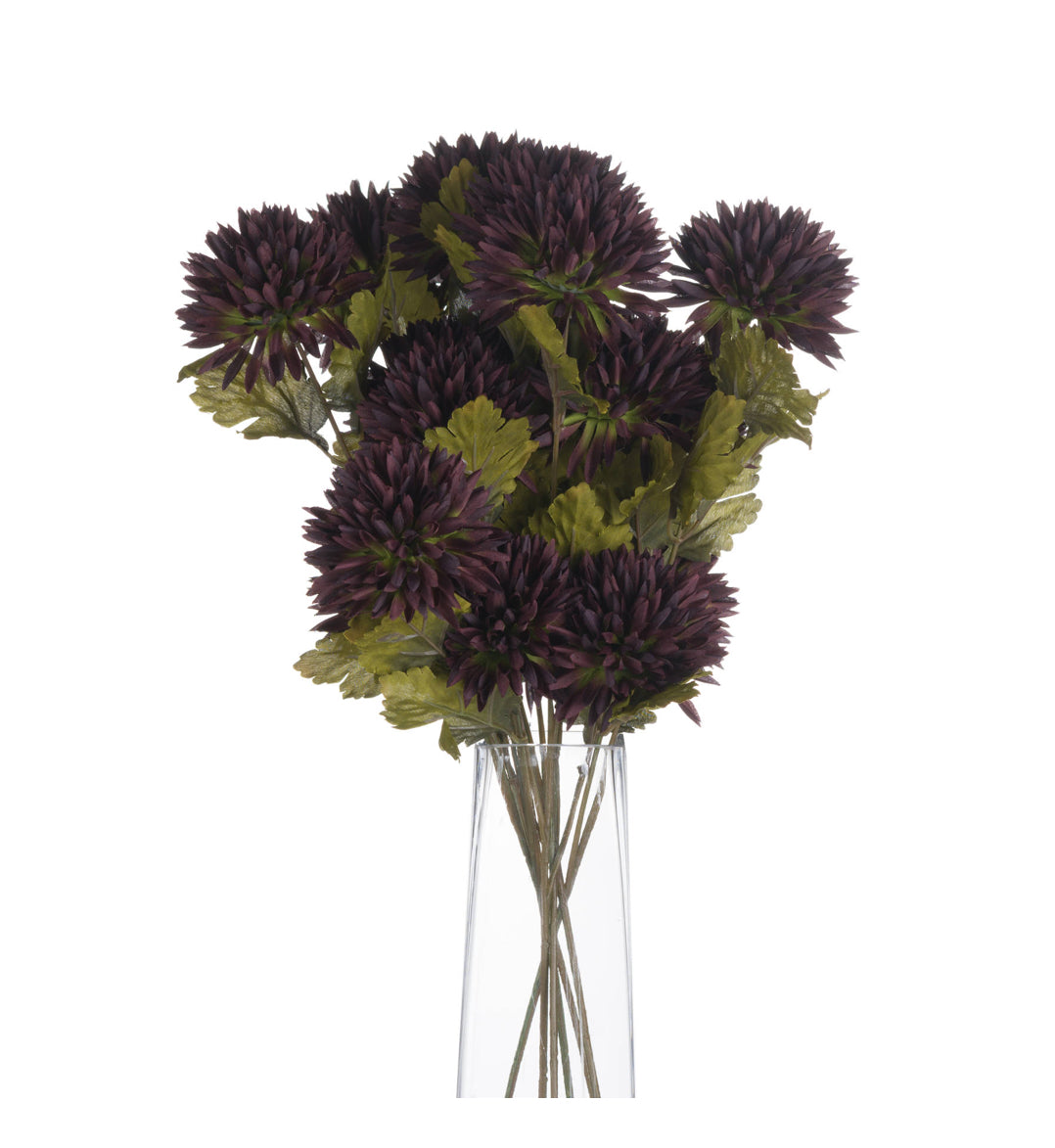 Chocolate Chrysanthemum