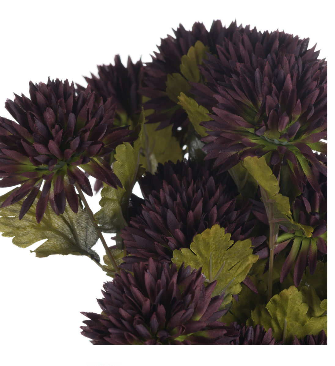 Chocolate Chrysanthemum