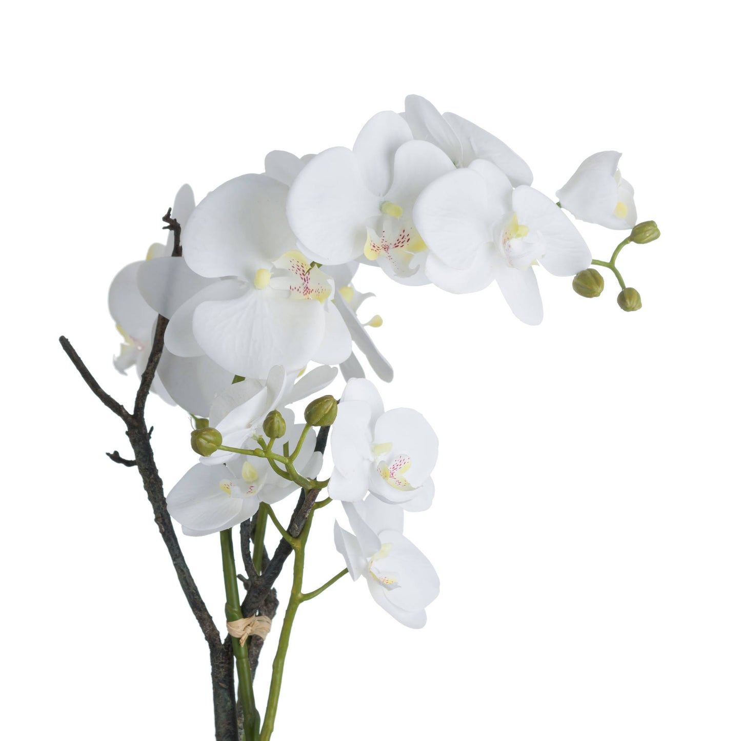 White Orchid